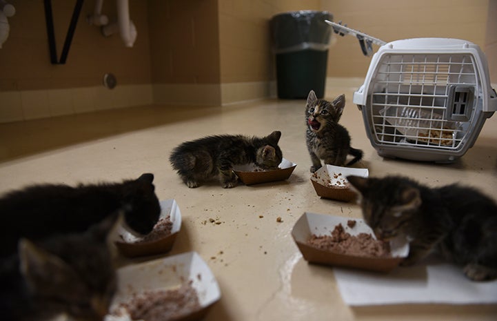 As for the 32 kittens rescued by Best Friends, they are young enough to become friendly with people