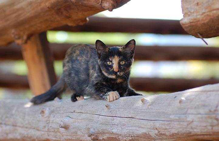 Tortoiseshell community cat lying on a wooden log railing