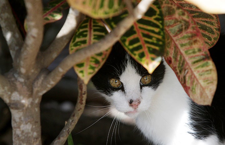 Black and white community cat under a croton plant