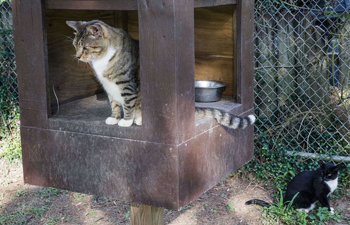 The park staff built feeding stations for the cats that are designed to keep raccoons away