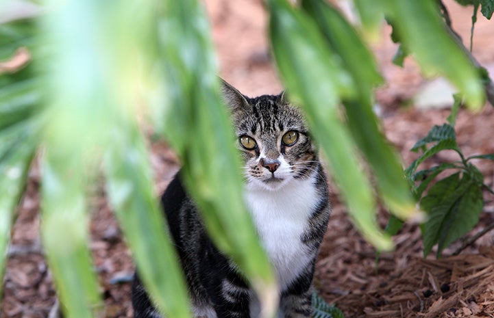 Brown tabby and white community cat behind a plant