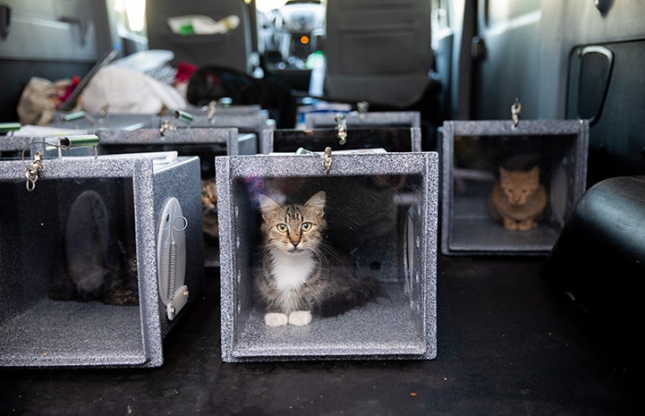 Cats contained in feral boxes for return as part of TNR