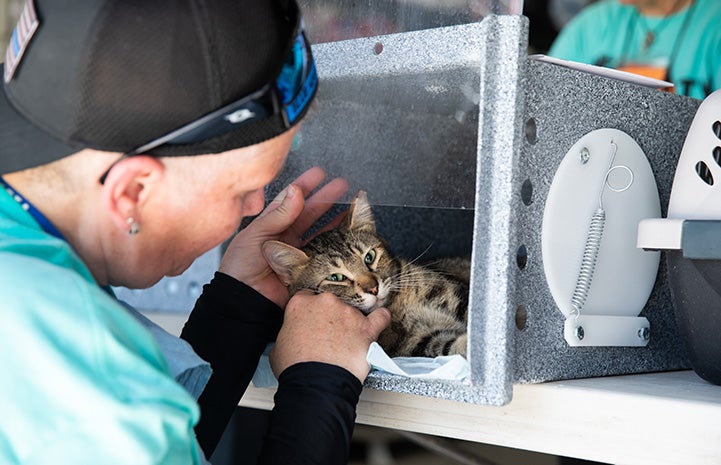 Man pulling up the clear wall of a feral box to pet a brown tabby