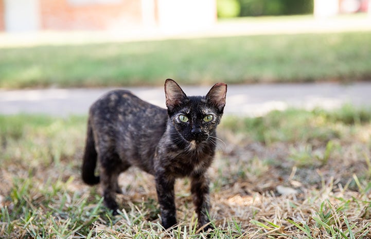 Tortoiseshell community cat with tipped ear outside on some grass