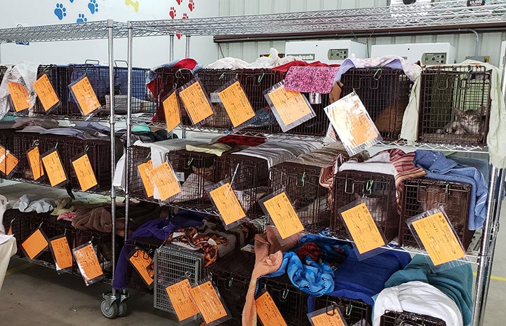 Three rows of multiple carriers containing cats after they're had spay/neuter surgery