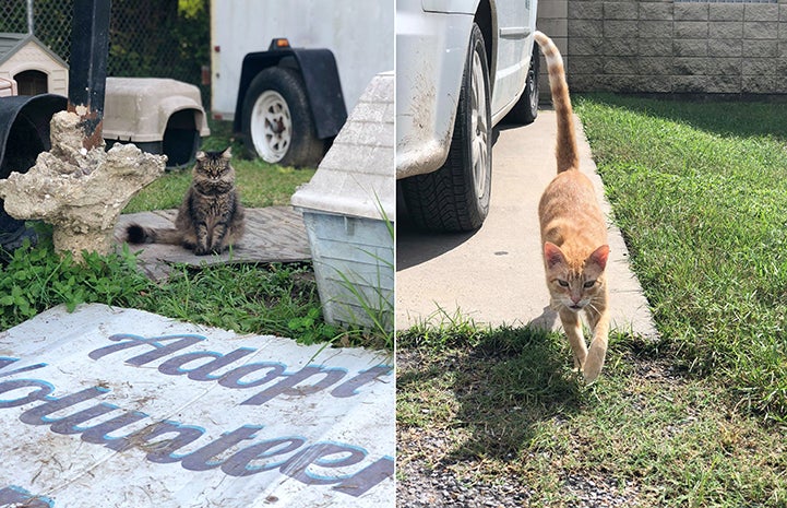 Two photos of Jefferson Parish community cats