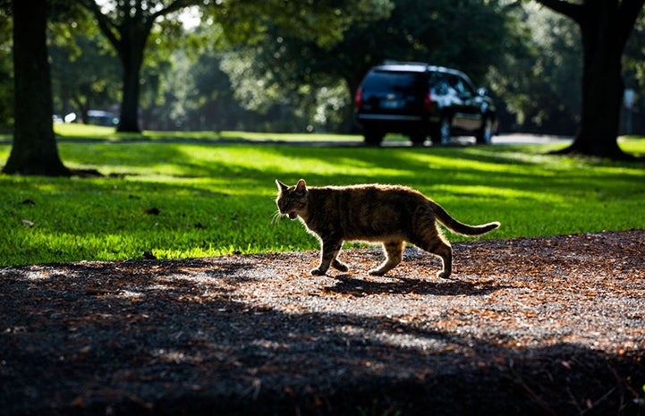 The Hemingway cats are still at the park and cared for by volunteers