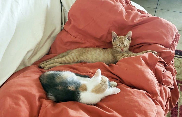 An orange tabby and calico kitten lying on a blanket on a couch