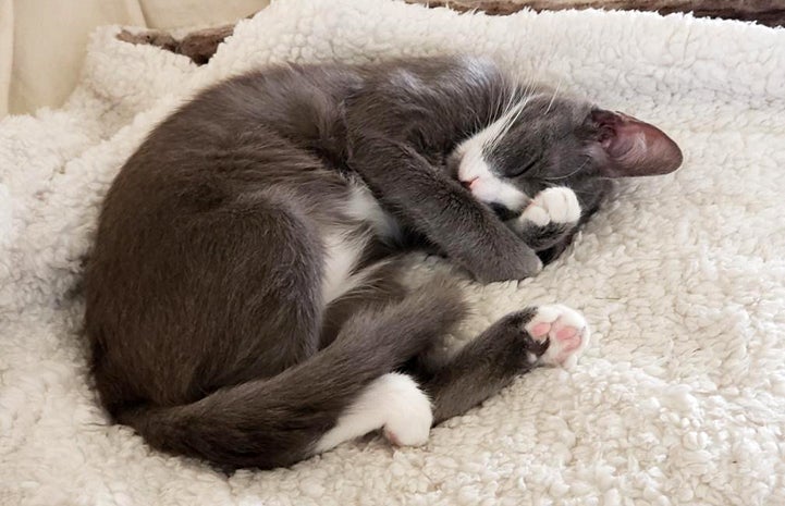 Gray and white kitten contently sleeping on a blanket