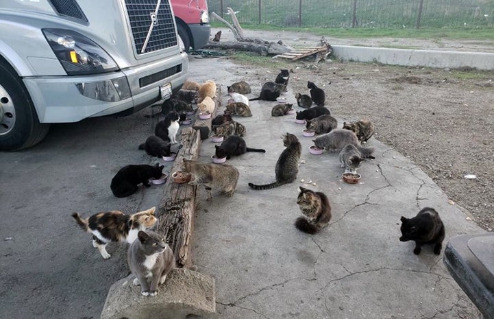 A large colony of community cats eating out of bowls on the ground in front of a truck