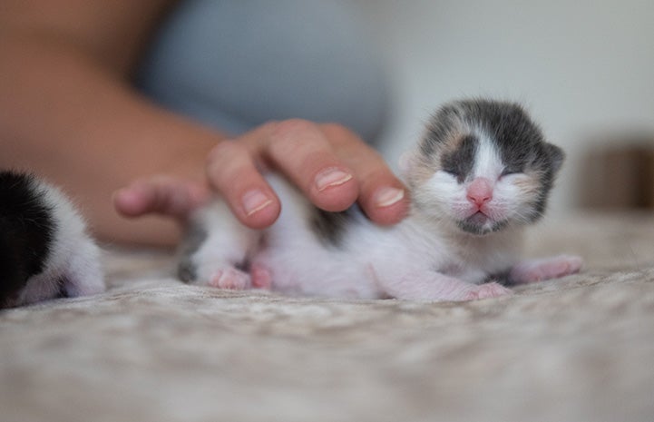 Person's hand on a tiny neonatal dilute calico kitten