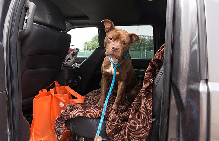 Brown dog standing in the back seat of a car with the door open