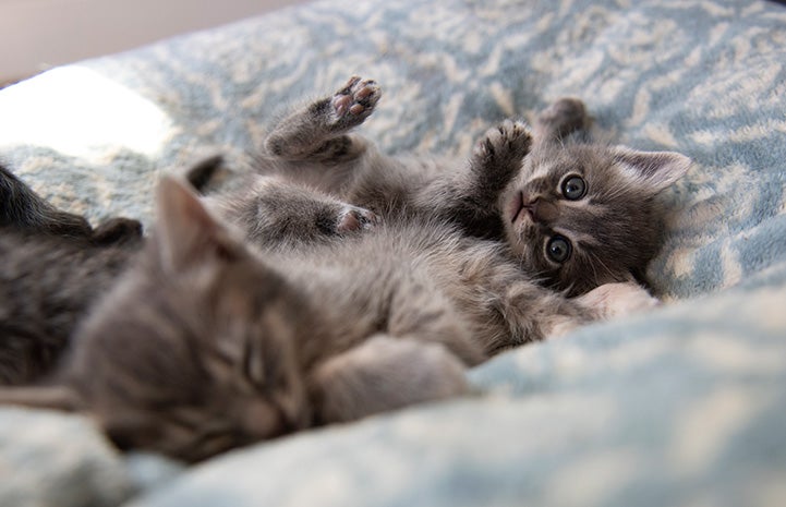 Gray tabby kittens lying in a bed