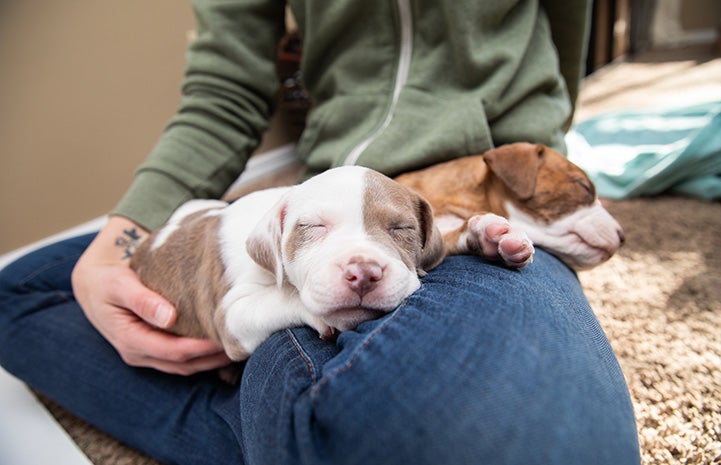 Two brown and white puppies sleeping in a person's lap