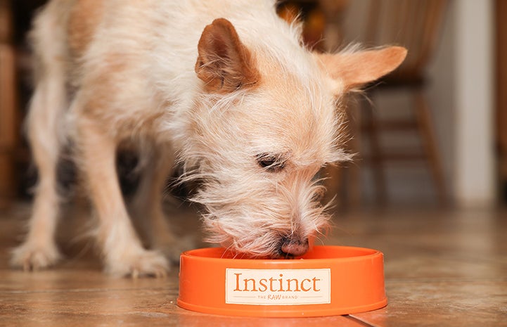 Dog eating Instinct by Nature's Variety