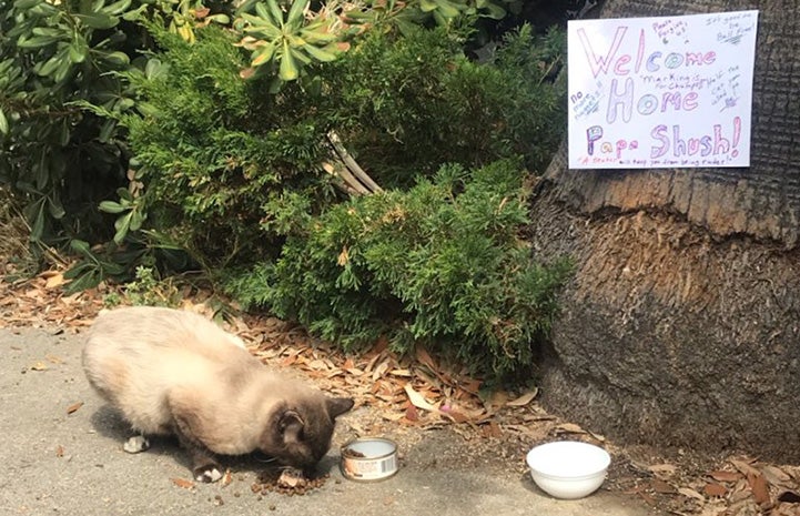 Papa Shush the community cat eating below his welcome home sign