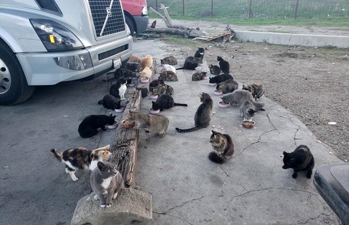 Group of community cats gathering to eat next to a semi truck