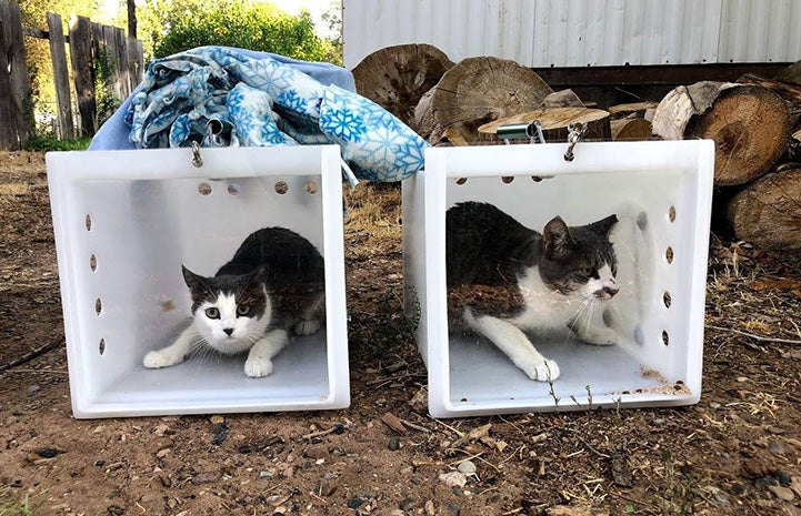 Two fixed community cats in boxes ready to be released