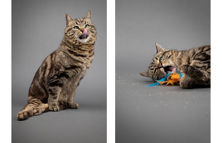 Two photos of brown tabby cat Cory while he's playing