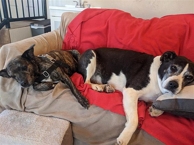 An older brindle and black and white dog lying next to each other on a red blanket on a couch
