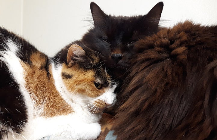 A calico and a black cat snuggled up next to each other