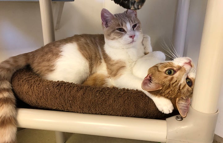 Two orange tabby and white cats snuggled together on a PVC cat tree