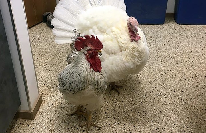 A white rooster and white turkey standing next to each other