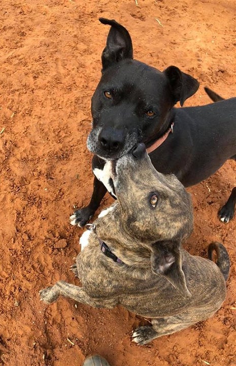 A brindle dog and a black dog playing in the sand