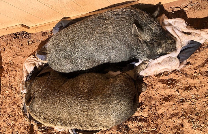 Two potbellied pigs lying side-by-side next to each other in the sand