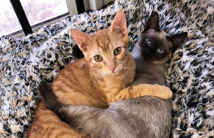 An orange tabby cat and a Siamese lying in a bed with their front paws wrapped around each other