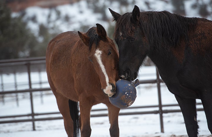 Two horses with their noses together playing with a big ball with a snowy background