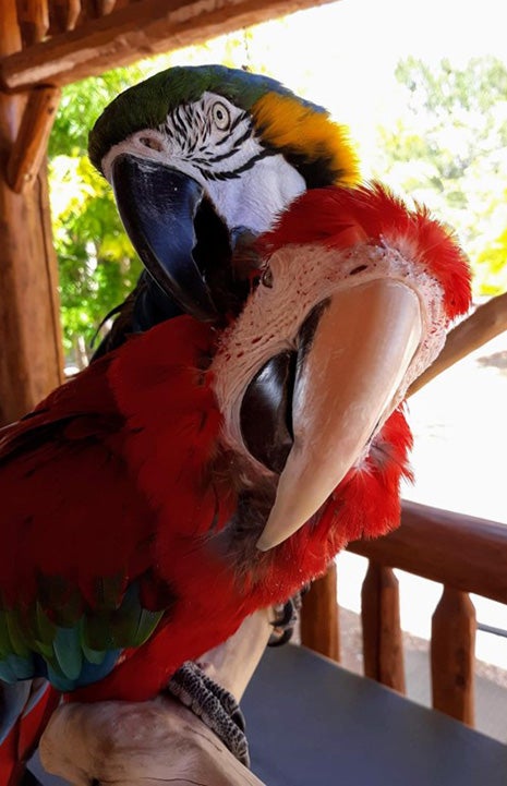 Two macaw parrots together, with one preening the other