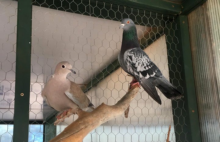 Two pigeons on a branch in an enclosure