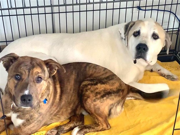 A brindle and a white and tan dog lying on a yellow blanket in a pen