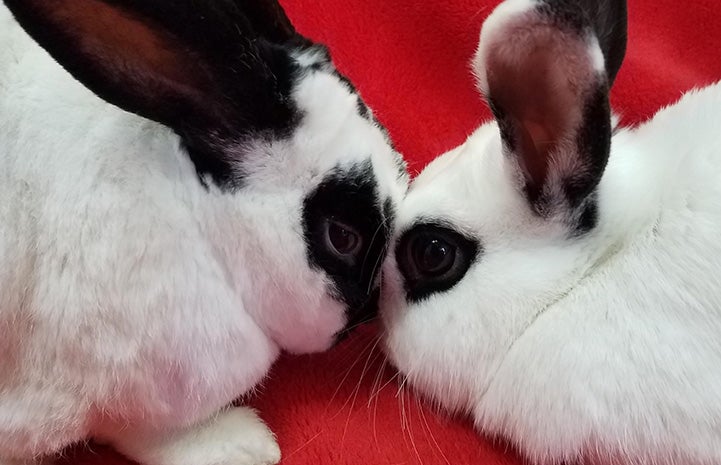 Two black and white rabbits with their foreheads touching, lying on a red blanket
