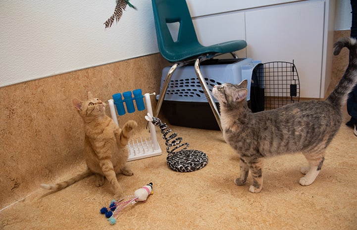 Both Wilhelmina and Tres the kittens focused on some feathers from a cat toy