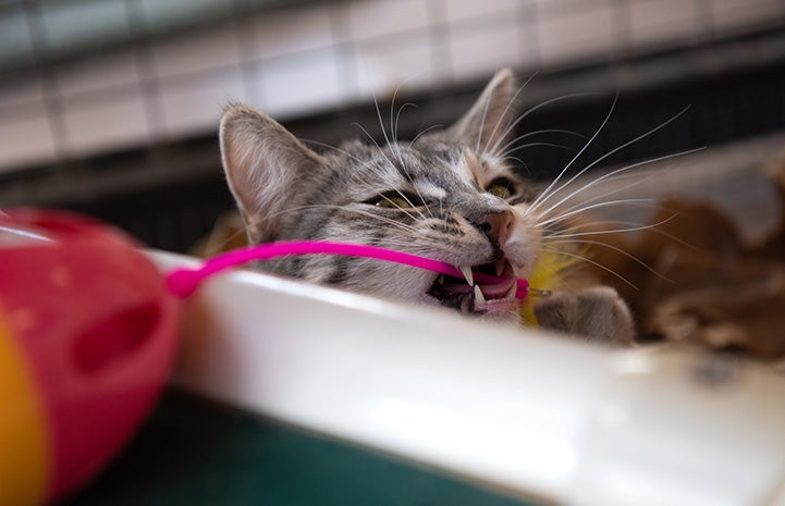 Wilhelmina the kitten chewing on a cat toy