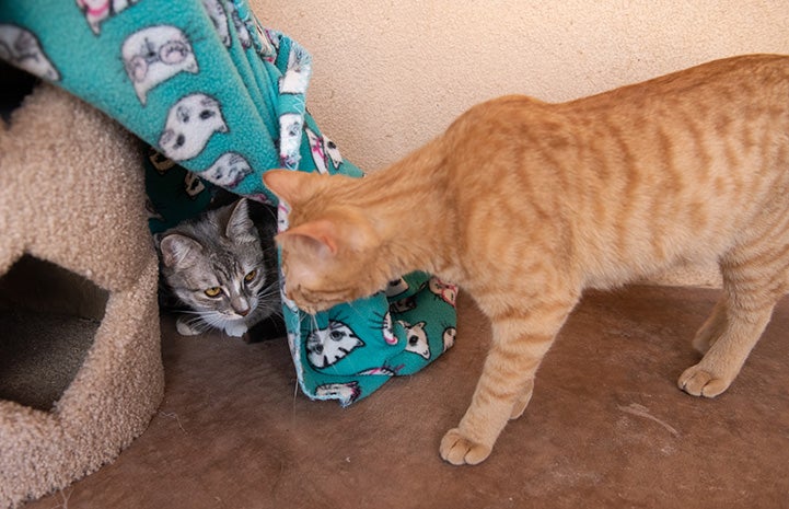 Wilhelmina the kitten peeking out from under a blanket and Tres the orange tabby kitten peeking in at her