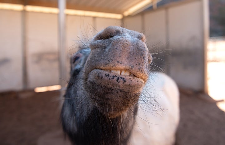 Fury the mini horse with his face up in the air showing his teeth