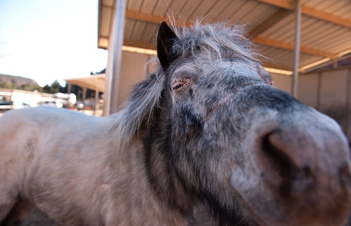 Fury the mini horse moving his face toward the camera for a kiss
