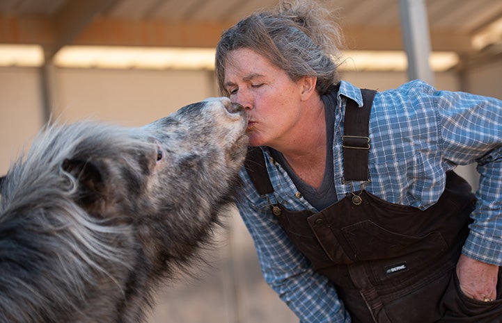 Fury the mini horse kissing a woman wearing overalls