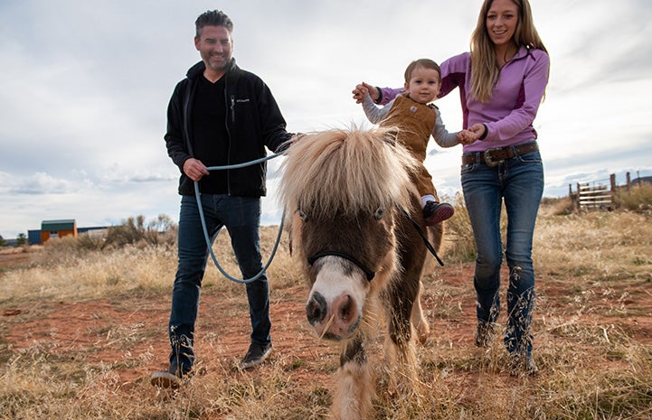 Woman holding young girl on the back of Phantom the mini horse while a man walks alongside them holding the horse's lead