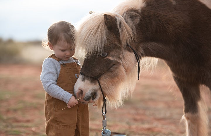 Phantom the paint colored mini horse with blue eyes with a young girl