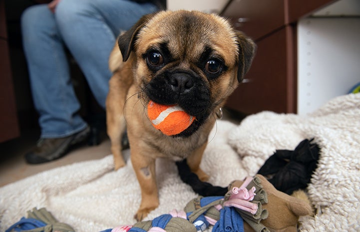 Salvador Dogi the pug with an orange ball in his mouth