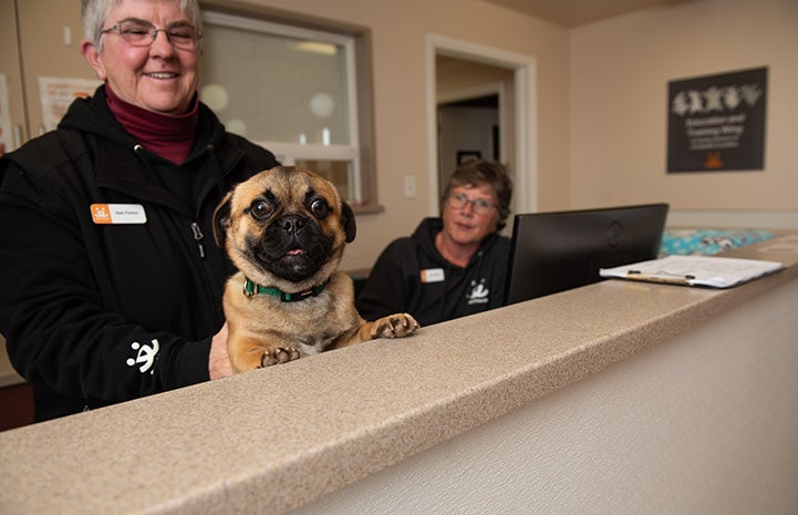 Salvador Dogi the pug with his paws up on a front desk at Dogtown Headquarters with two people behind him