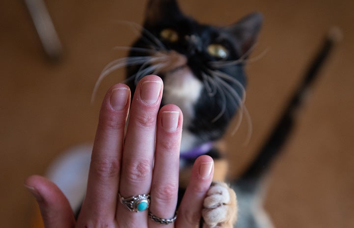 The back of a person's hand with Jellybean the cat in the background and touching the hand with her paw