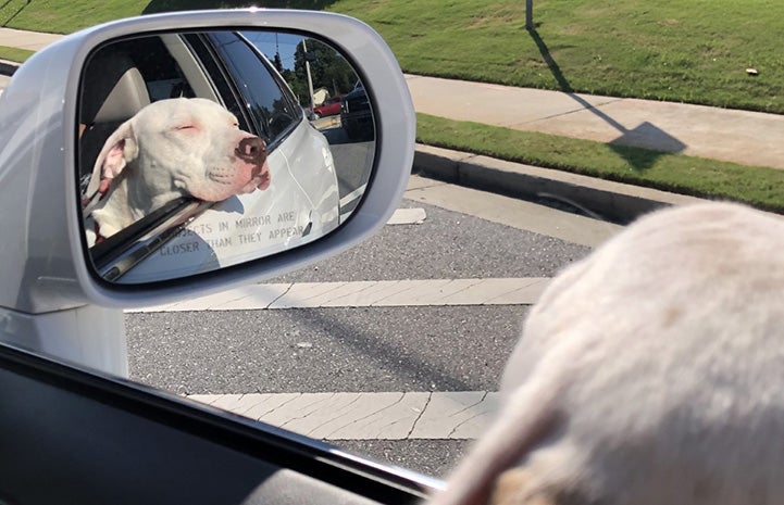 Sailor the dog taking a car ride seeing his reflection in the rear view mirror