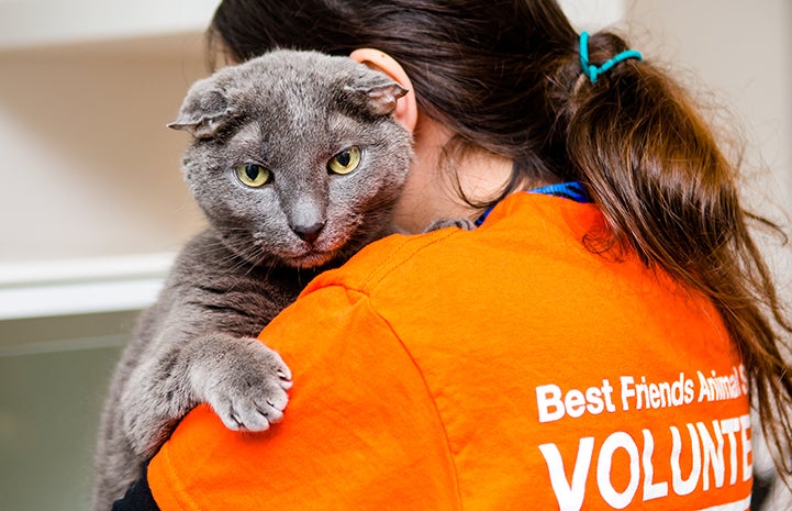 Teddy, the senior deaf gray cat,being held by a woman and looking over her shoulder