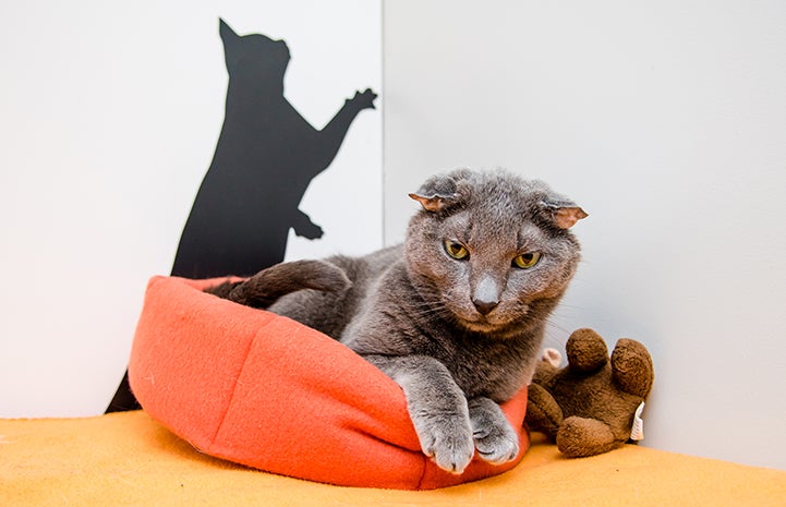Teddy, the senior deaf gray cat, lying in an orange bed next to a stuffed teddy bear