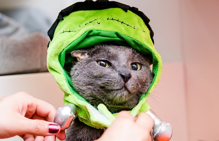 Teddy, the senior deaf gray cat, wearing his Frankenstein costume for Halloween